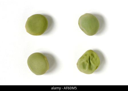 Green smooth and wrinkled pea seeds, traits Gregor Mendel studied in ...