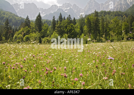 GODZ MARTULJEK SLOVENIA EU June A lovely uncut spring hay meadow in the wide Alpine Valley in the shadow of the Julian Mountains Stock Photo