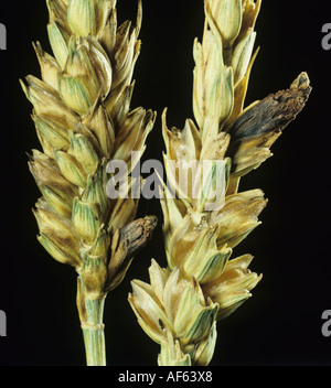 Ergot Claviceps purpurea ergots replacing grains in a wheat ear Stock Photo