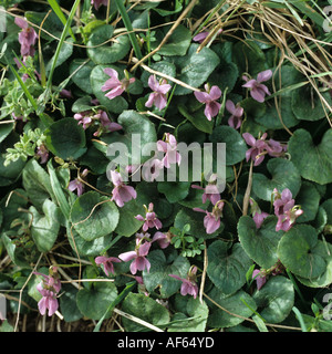 Sweet violet Viola odorata flowering plant Stock Photo