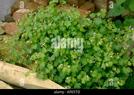 Herb robert Geranium robertianum large plant flowering among building materials Stock Photo