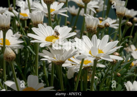 Marguerite Leucanthemum vulgare flowers with a small hoverfly feeding Stock Photo