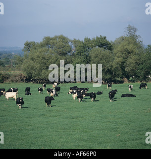 Friesian Holstein dairy cows grazing on pasture on an organic farm Stock Photo
