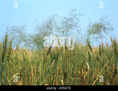 Silky bent Apera spica venti flowering and seeding grasses in a bearded wheat crop Stock Photo