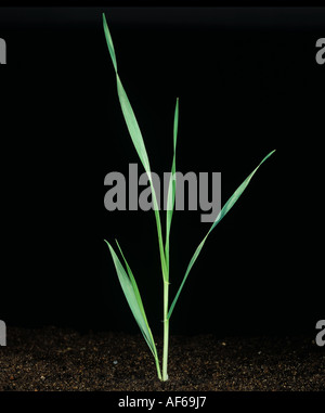 Barley seedling at growth stage 21 against a black background Stock Photo