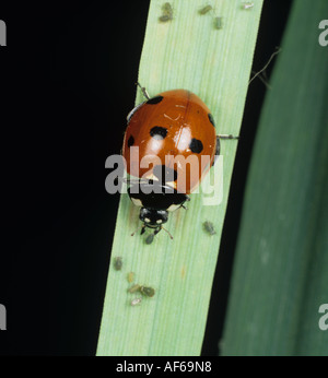 Seven spot ladybird Coccinella septempunctata feeding on bird cherry aphids Stock Photo