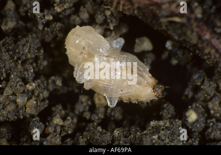 Pea bean weevil Sitona lineatus pupa in soil Stock Photo