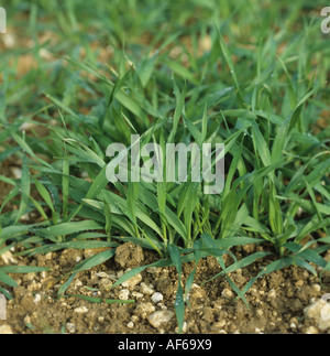 Young barley crop close up at growth stage approx 22 Stock Photo