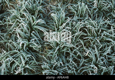 Young barley plants on a cold frosty winter morning Stock Photo