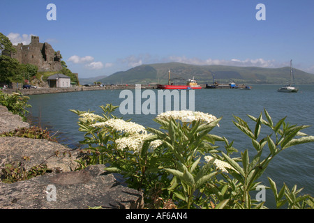 boats in Carlingford harbour, County Louth, Republic of Ireland Stock Photo