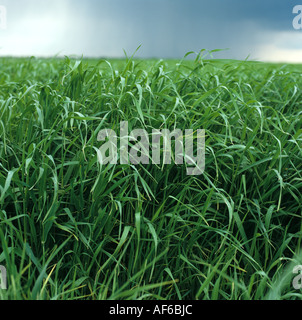 Close up of barley crop before coming into ear with threatening sky behind Stock Photo