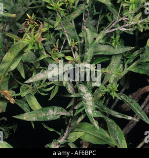 Powdery mildew Erysiphe cichoracearum on Aster novi belgii leaves Stock Photo