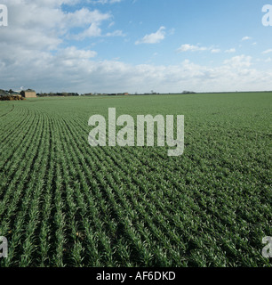 Seedling winter wheat crop in dark organic soil of a Fenland field Stock Photo