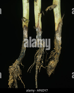 Foot rot Fusarium solani on field bean stem bases Stock Photo