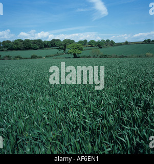 Wheat crop at growth stage 37 in late spring with oak tree in young leaf Stock Photo