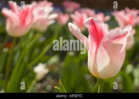 Horizontal close up of tall pink tulips in a flower bed in an English garden. Stock Photo