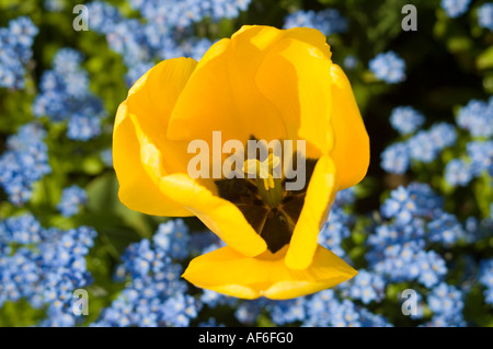 Horizontal elevated view of a bright yellow tulip in a flower bed of small blue flowers. Stock Photo