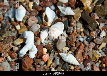 Horizontal close up of coral and seashells washed up on the shore amongst tiny colourful pebbles. Stock Photo