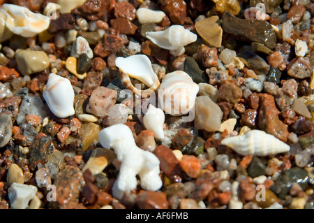 Horizontal close up of coral and seashells washed up on the shore amongst tiny colourful pebbles. Stock Photo