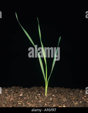 Seedling wheat plant at growth stage 13 black background Stock Photo