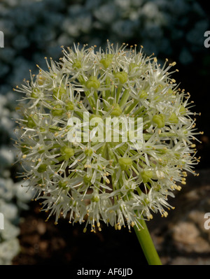 Allium karataviense flower Stock Photo