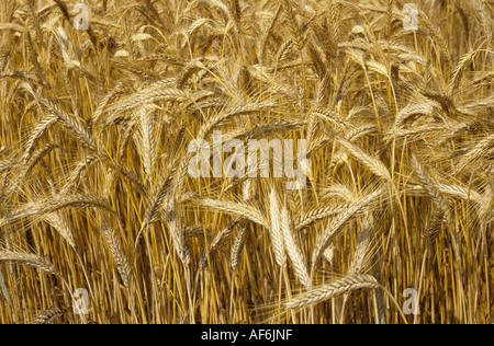 Ripe ears of triticale variety Salvo Stock Photo