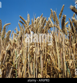 wheat ears against clear blue sky with copy space Stock Photo - Alamy
