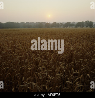 Sunrise over a ripe field of wheat on a fine summer day Berkshire Stock Photo