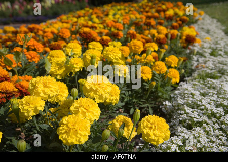 Bed of mixed African and French marigold flowers Tagetes patula with sweet alyssum Alyssum maritimum Stock Photo