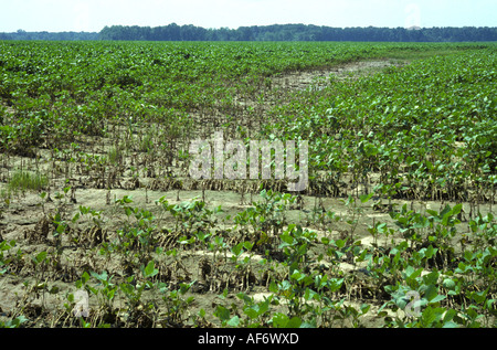 Young Soybean Crop Severely Affected By Heavy Rain, Mississipi, Usa 