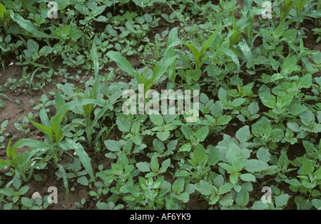 Amaranthus fat hen and other annual arable weeds in young maize crop France Stock Photo