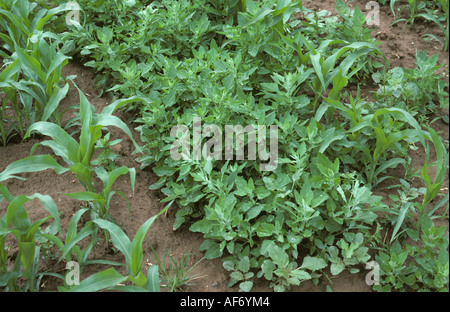 Fat hen and other broad leaved weeds in young maize crop France Stock Photo