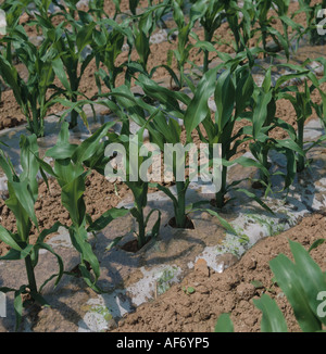 Young maize crop with plastic soil liner to reduce weeds and encourage growth Stock Photo