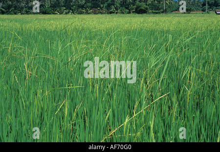 Bakanae disease Gibberella fujikoroi elongated deformed rice plants in a crop Stock Photo