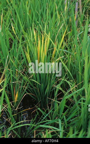 Rice plant infected by tungro virus backlit to show discolouration Stock Photo