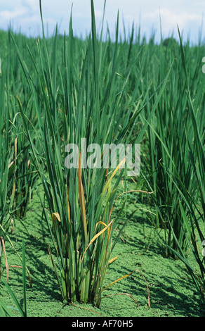 Immature rice plant infected by tungro virus Stock Photo