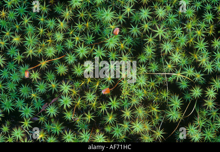 Moss pattern Stock Photo