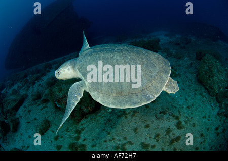 Kemp s Ridley Sea Turtle Lepidochelys kempii in Palm Beach FL Stock Photo