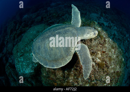 Kemp s Ridley Sea Turtle Lepidochelys kempii in Palm Beach FL Stock Photo