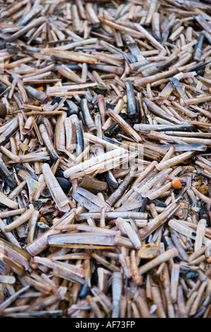 empty razor shells Ensis arcuatus, on beach near Zandvoort, North ...