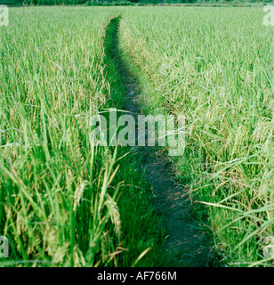 A pathway in the rice fields in the People's Republic of China in East Asia. Agriculture Path Nature Farm Farming Stock Photo