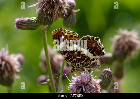Map Butterfly (Araschnia levana) on Thistles Stock Photo