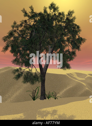 3d rendered image of a Cedar of Lebanon tree in the desert with a glowing sky Stock Photo