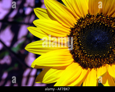 Close up of a bright yellow sunflower head in the summer sun Stock ...