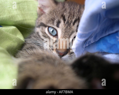 Close-up face of kitten indoors. Stock Photo