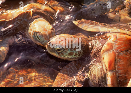 young green sea turtles are raised from eggs and released into the ocean to restock populations Isla Mujeres Quintana Roo Mexico Stock Photo