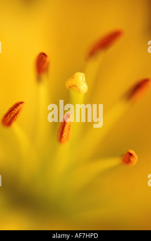 Yellow Lily Stock Photo