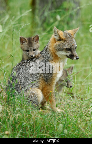 Gray fox (Urocyon cinereoargenteus) parent and kits Stock Photo