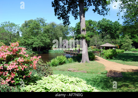 Savill Garden, Windsor Great Park, Englefield Green, Berkshire, England, United Kingdom Stock Photo