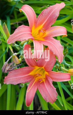 Two pink Lilies blooming Hemerocallis Stock Photo - Alamy